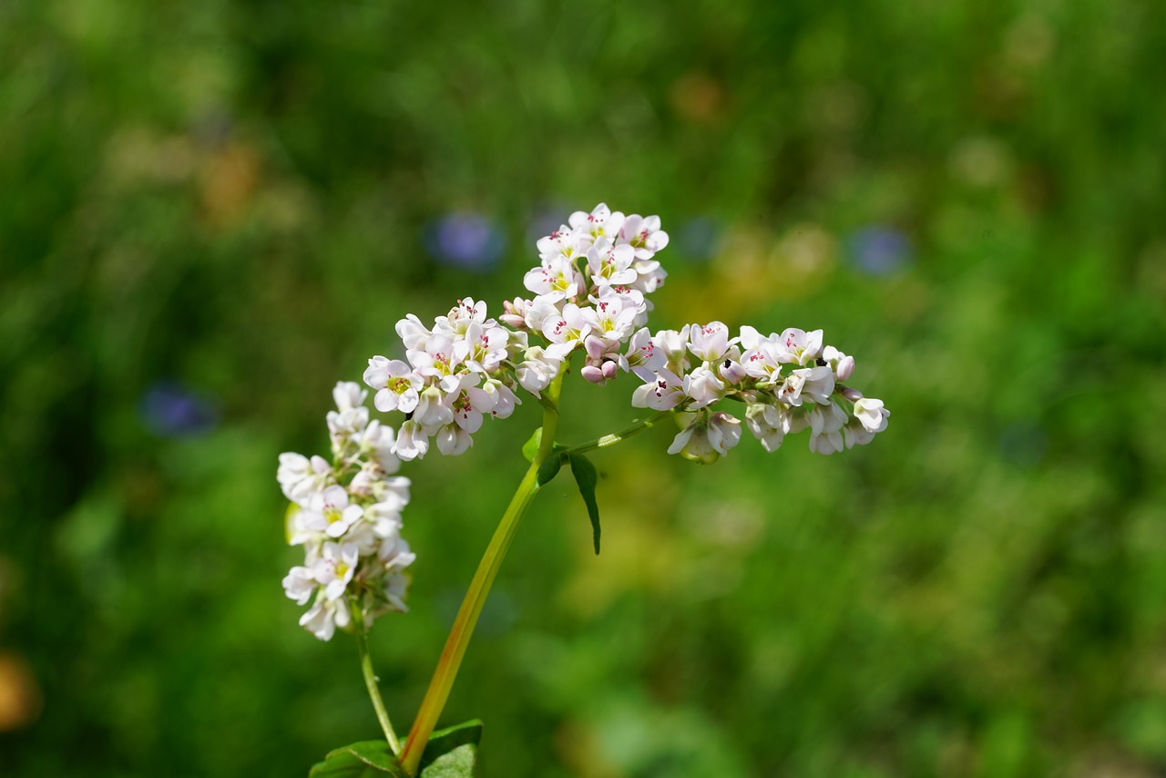 Des farines moulues en Bretagne